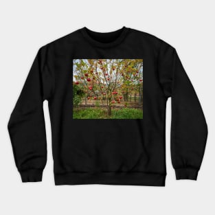 Apple tree in the orchard Crewneck Sweatshirt